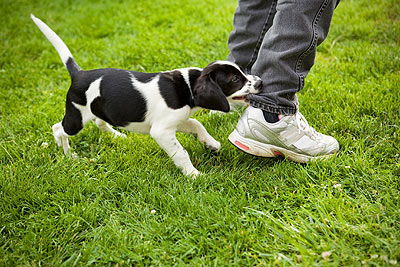 Sacramento dog bite lawyer