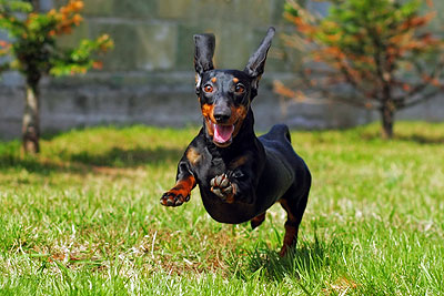 Sacramento dog bite attorney